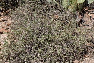 Ambrosia deltoidea, whole tree or vine - general