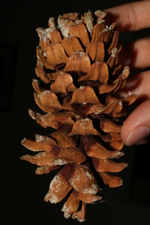Pinus strobiformis, cone - female - mature open
