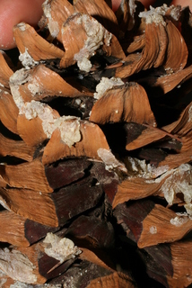 Pinus strobiformis, cone - unspecified