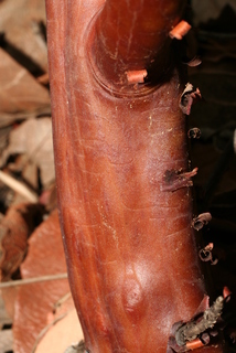 Arctostaphylos pungens, bark - of a large tree