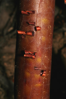 Arctostaphylos pungens, bark - of a medium tree or large branch