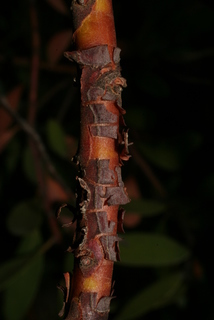 Arctostaphylos pungens, bark - of a small tree or small branch