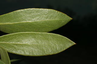 Arctostaphylos pungens, leaf - margin of upper + lower surface