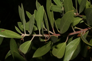 Arctostaphylos pungens, leaf - showing orientation on twig