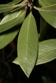 Arctostaphylos pungens, leaf - whole upper surface