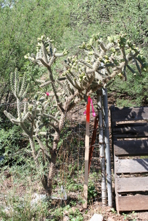 Opuntia spinosior, whole plant - unspecified