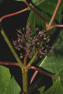 Cornus sericea, fruit - lateral or general close-up
