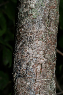 Cornus racemosa, bark - of a medium tree or large branch