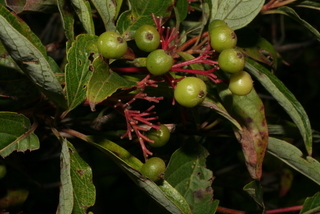 Cornus racemosa, fruit - immature