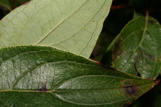 Cornus racemosa, leaf - margin of upper + lower surface