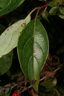 Cornus racemosa, leaf - whole upper surface