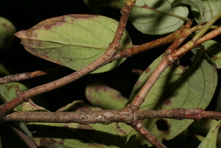 Cornus racemosa, twig - orientation of petioles