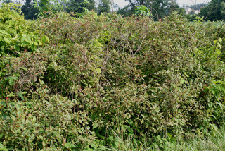 Cornus racemosa, whole tree or vine - general