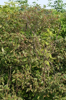 Cornus racemosa, whole tree or vine - general