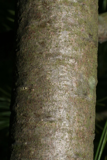 Pinus strobiformis, bark - of a medium tree or large branch