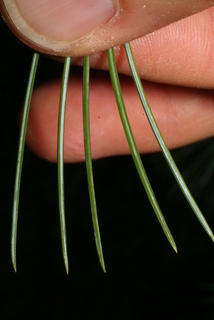 Pinus strobiformis, leaf - entire needle