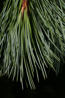 Pinus strobiformis, leaf - showing orientation on twig
