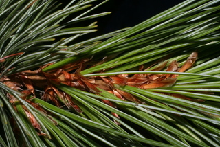 Pinus strobiformis, twig - showing attachment of needles