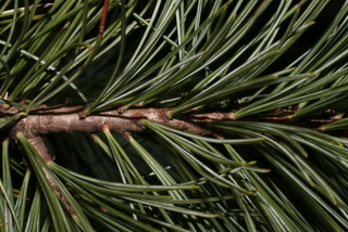 Pinus strobiformis, twig - showing attachment of needles