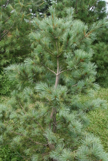 Pinus strobiformis, whole tree - general