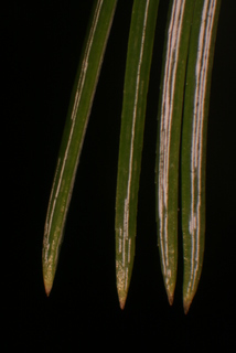 Pinus strobiformis, whole plant - unspecified