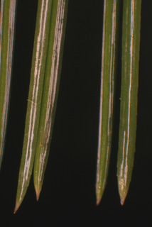 Pinus strobiformis, whole plant - unspecified