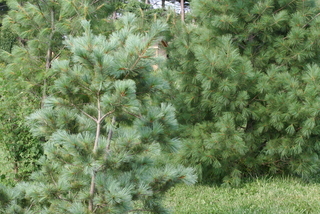 Pinus strobiformis, whole tree - unspecified