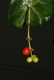 Lonicera sempervirens, fruit - as borne on the plant