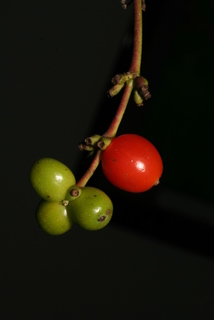 Lonicera sempervirens, fruit - lateral or general close-up