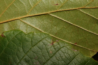 Hamamelis virginiana, leaf - margin of upper + lower surface