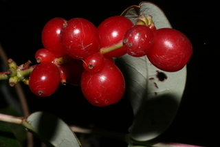 Lonicera sempervirens, fruit - lateral or general close-up