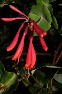 Lonicera sempervirens, inflorescence - whole - unspecified