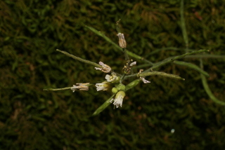 Arabis perstellata, inflorescence - frontal view of flower
