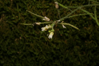 Arabis perstellata, inflorescence - frontal view of flower