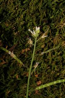 Arabis perstellata, inflorescence - lateral view of flower