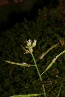 Arabis perstellata, inflorescence - lateral view of flower