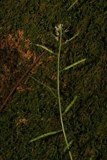 Arabis perstellata, inflorescence - whole - unspecified