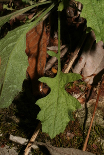 Arabis perstellata, leaf - basal or on lower stem