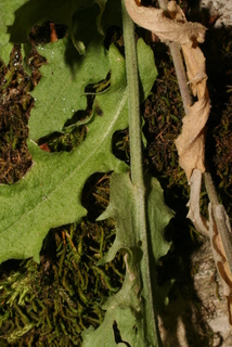 Arabis perstellata, leaf - basal or on lower stem