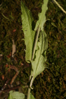 Arabis perstellata, leaf - on upper stem