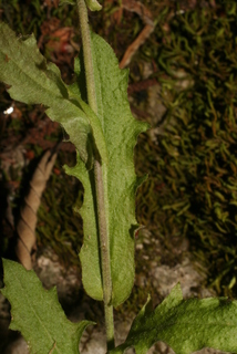 Arabis perstellata, leaf - on upper stem