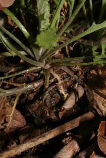 Arabis perstellata, stem - showing leaf bases