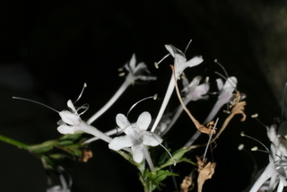 Valeriana pauciflora, inflorescence - frontal view of flower