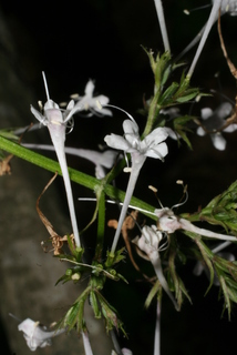 Valeriana pauciflora, inflorescence - lateral view of flower