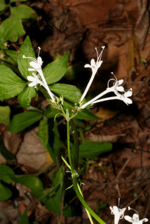 Valeriana pauciflora, inflorescence - whole - unspecified