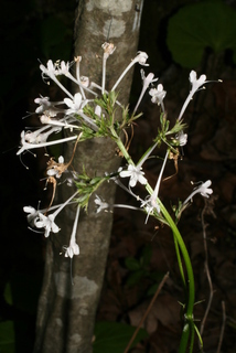 Valeriana pauciflora, inflorescence - whole - unspecified