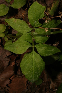 Valeriana pauciflora, leaf - basal or on lower stem