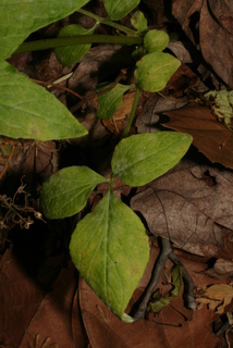 Valeriana pauciflora, leaf - basal or on lower stem