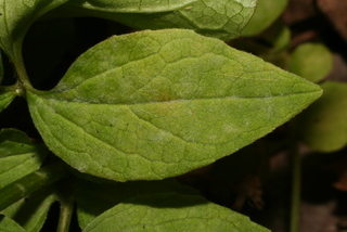 Valeriana pauciflora, leaf - margin of upper + lower surface