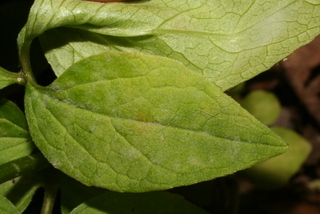 Valeriana pauciflora, leaf - margin of upper + lower surface
